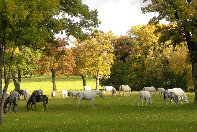 Lipica Stud Farm- Private Experience from Koper - Kobilarna Lipica and 430+ years of breeding tradition