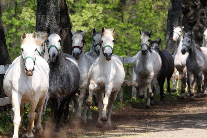 Lipica Stud Farm & Skocjan Caves - Small Group Tour from Trieste - Lipica Stud Farm: The Lipizzans’ World, Up Close