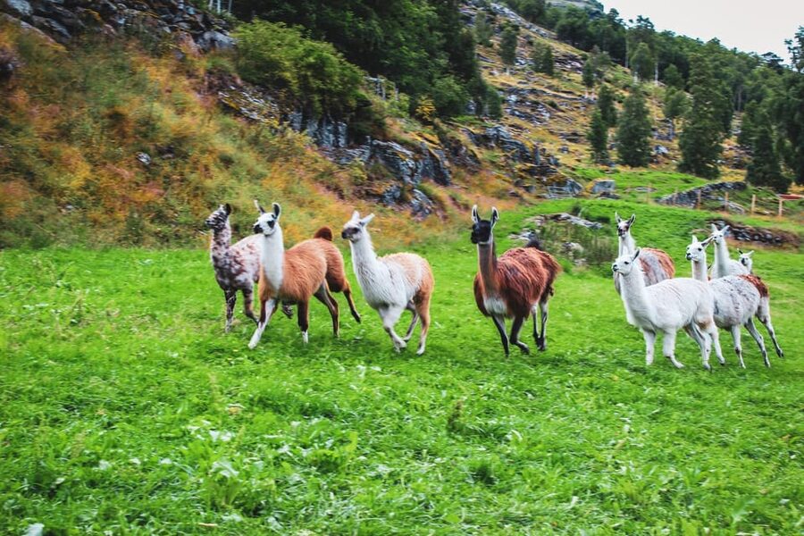 Ljøen, Hellesylt: Ljøen Farm Tour - Key Things You’ll Notice Right Away