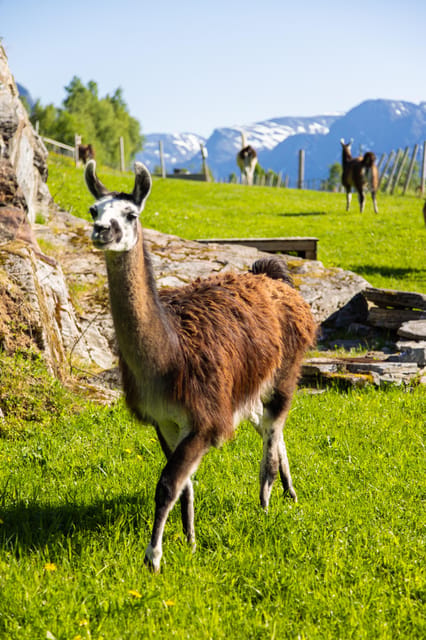 Ljøen, Hellesylt: Ljøen Farm Tour - Price and Value: What $62 Buys You in Real Terms