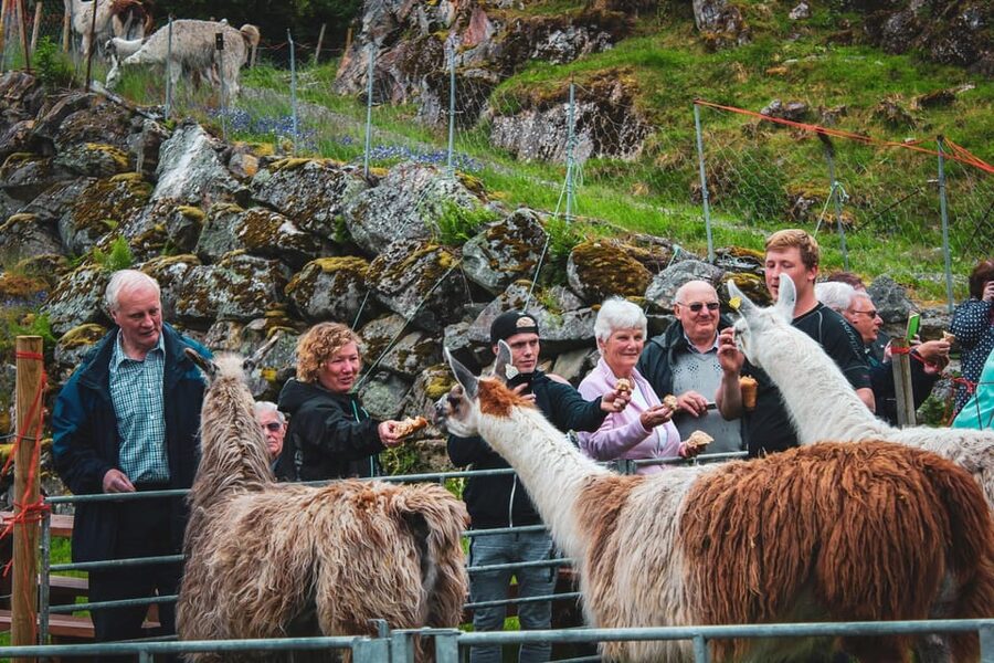 Ljøen, Hellesylt: Ljøen Farm Tour - Best Fit: Who Will Enjoy This Most (and Who Might Feel Shorted)