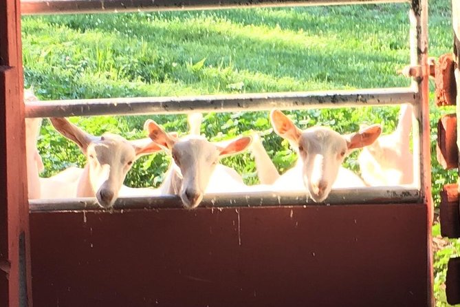 Llama/Alpaca Hike and Farm Tour - A gentle farm adventure in Hyde Park’s Hudson Valley