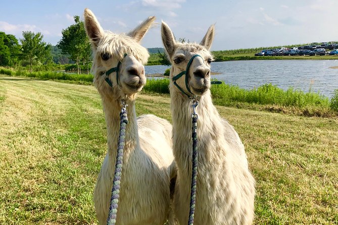 Llama/Alpaca Hike and Farm Tour - The trek route: pastures, paddocks, and a stocked bass pond