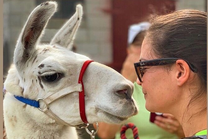 Llama/Alpaca Hike and Farm Tour - What you get for $67: included water, farm entry, and real hands-on time