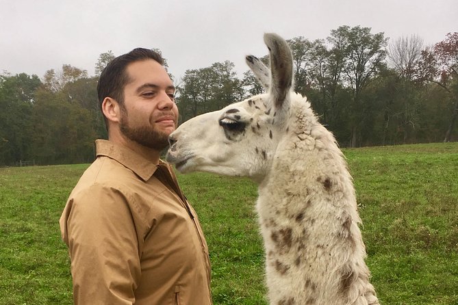 Llama/Alpaca Hike and Farm Tour - Before the hike: the 1850 homestead intro and barn animal meet-and-greet