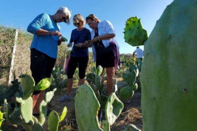 Los Cabos: Azteca Cactus Taco Farm to Table Cooking Class - Meet the Animals, Learn the Ranch Rhythm