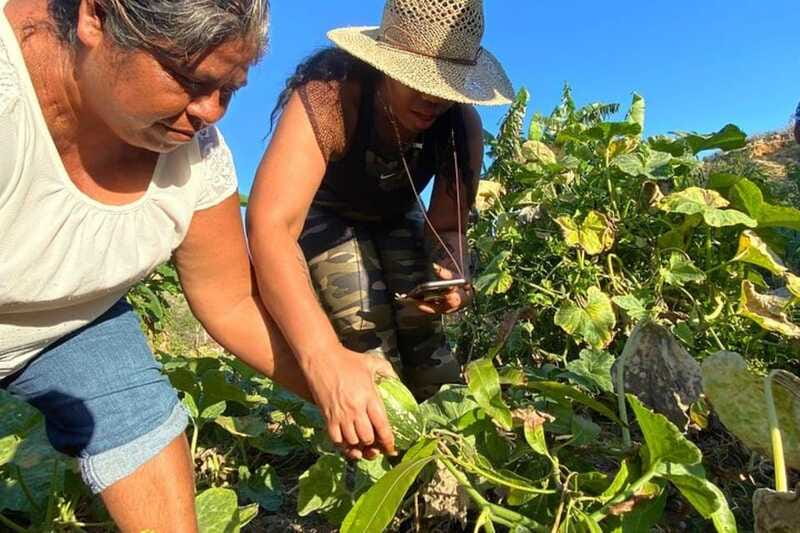 Los Cabos: Azteca Cactus Taco Farm to Table Cooking Class - Who This Tour Fits Best