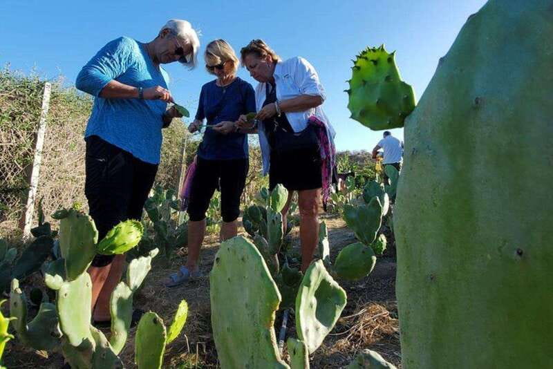 Los Cabos: Azteca Cactus Taco Farm to Table Cooking Class - Meet the Animals, Learn the Ranch Rhythm