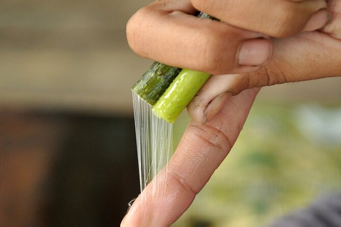 Lotus Silk Farm: Discover Learn and Experiment the Lotus Flower - Practical tips to make the most of your lotus morning