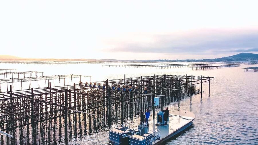 Loupian: Tour guide of our oyster farm and tasting - Start at the Oyster Farm Parking: Where to Be and What to Look For