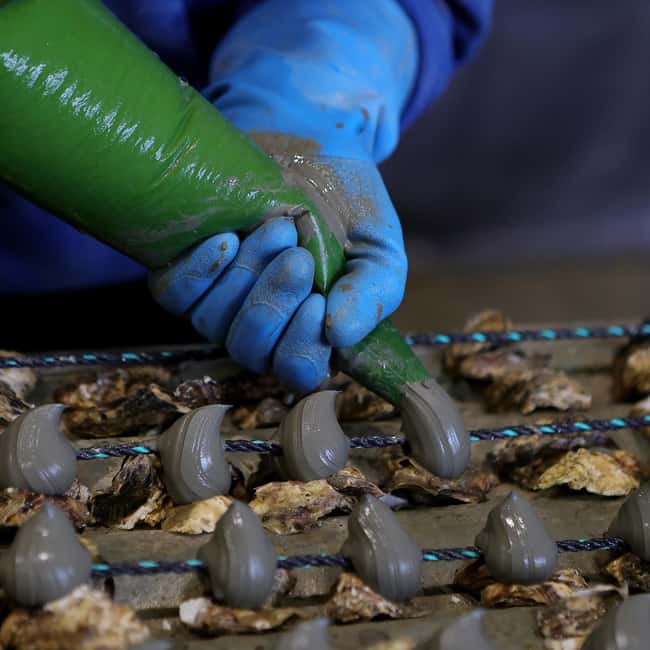 Loupian: Tour guide of our oyster farm and tasting - Price and Value in Real Terms: What $11 Gets You