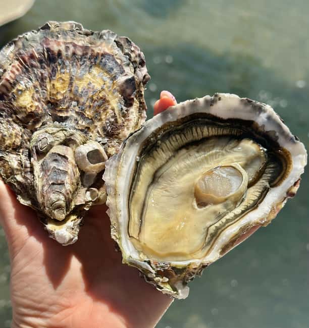 Loupian: Tour guide of our oyster farm and tasting - The Guide Style: Passion, Organization, and Clear Communication