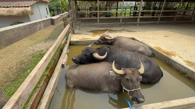 Luang Prabang: Farm Tour and Buffalo Buffet Adventure - Meeting the Buffalo First: Gentle Giants and Real Farm Etiquette