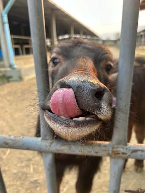 Luang Prabang: Farm Tour and Buffalo Buffet Adventure - Timing, Guides, and Languages: Getting the Most From the 45 Minutes