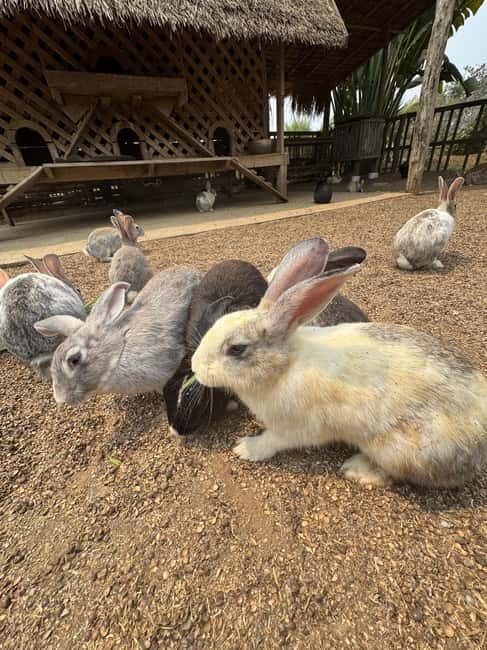 Luang Prabang: Farm Tour and Buffalo Buffet Adventure - Who This Luang Prabang Buffalo Farm Tour Is Best For