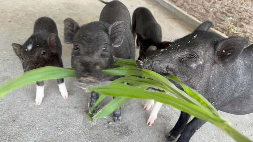 Luang Prabang: Farm Tour and Buffalo Buffet Adventure - Price and Value in Luang Prabang: Is $11 Worth It?