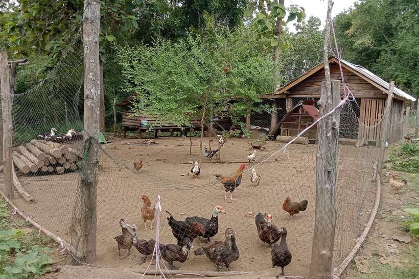 Luang Prabang: Organic Farm Experience & Hike to Kuang si - The organic farm walk: choosing ingredients like a local