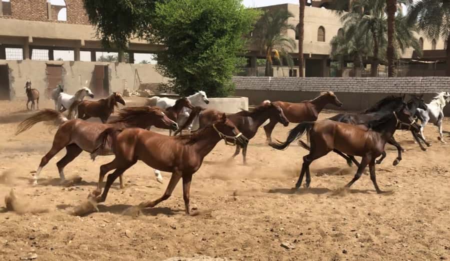 Luxor: Farm Tour 30 Hectares(Breakfast With Arabian Horses) - Key Highlights You’ll Actually Care About