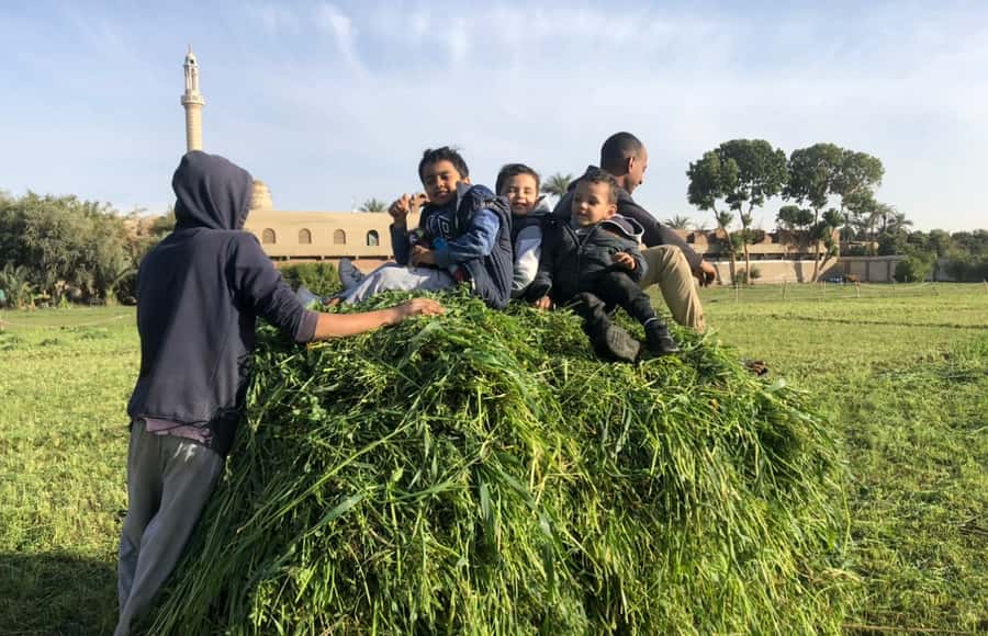 Luxor: Farm Tour 30 Hectares(Breakfast With Arabian Horses) - Breakfast Under a Kiosk: What the Oriental Egyptian Spread Feels Like