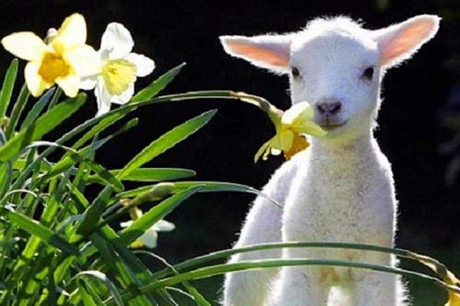 Lyttelton Cruise Excursions: Christchurch Sightseeing with Sheep Farm - Key things I’d bookmark before you go