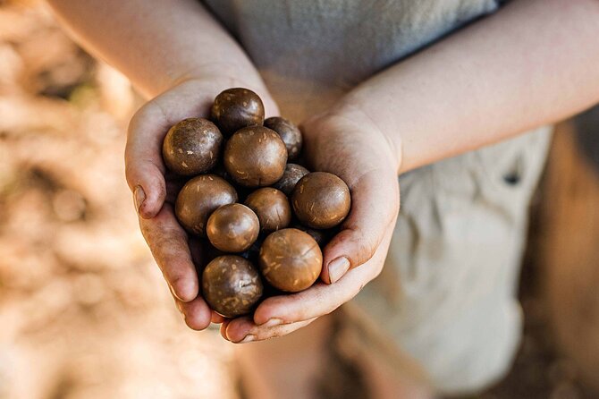 Macadamias Australia Orchard Tour in Bundaberg - Where the Macadamias Australia Orchard Tour starts in Bundaberg