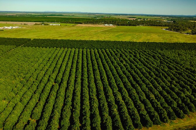 Macadamias Australia Orchard Tour in Bundaberg - Tastings that make the tour feel like more than a lecture