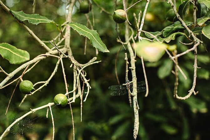 Macadamias Australia Orchard Tour in Bundaberg - Who this orchard tour is best for (and who might skip it)