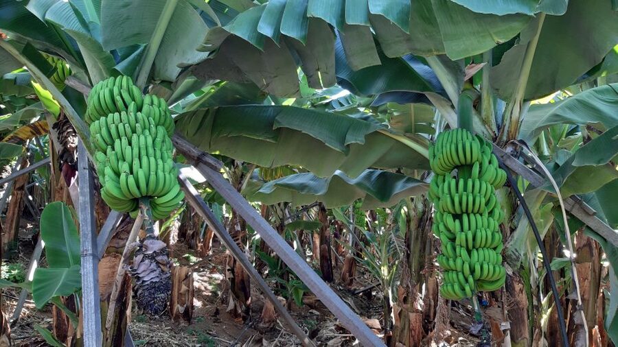 Madeira: Private Banana Farm Tour with Pickup - Key things to know before you go