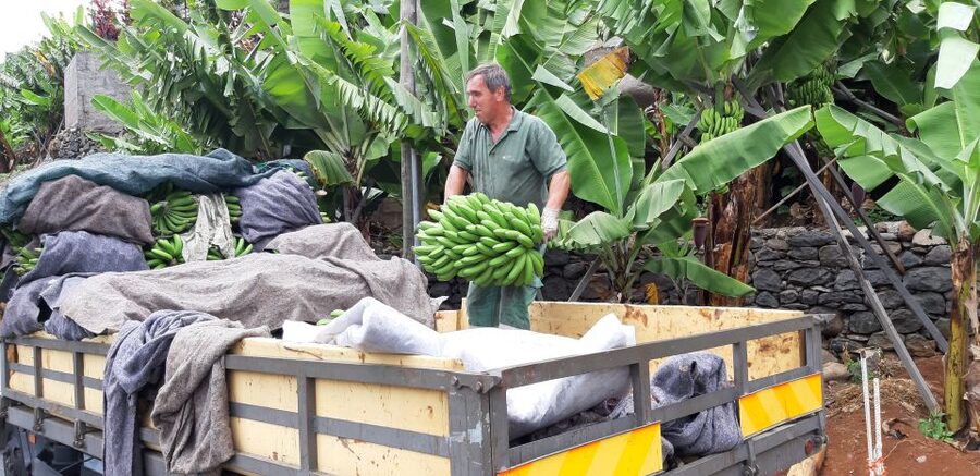 Madeira: Private Banana Farm Tour with Pickup - How the 2.5-hour banana farm tour actually feels
