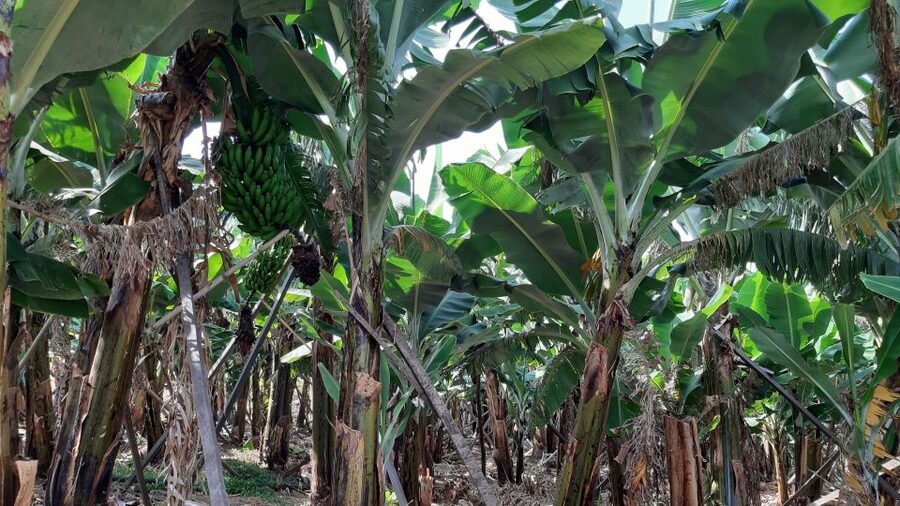 Madeira: Private Banana Farm Tour with Pickup - Madeira bananas: why they’re not just the usual banana