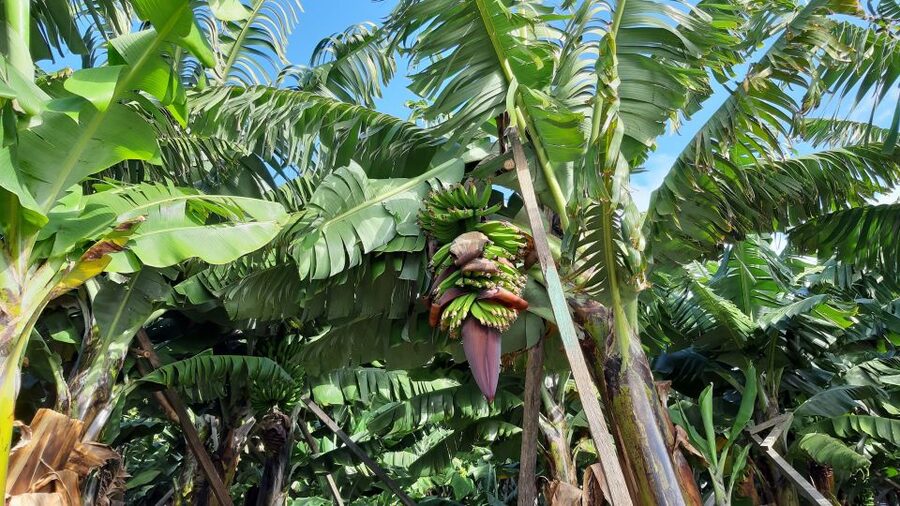 Madeira: Private Banana Farm Tour with Pickup - On the farm: walking the banana plant’s life cycle