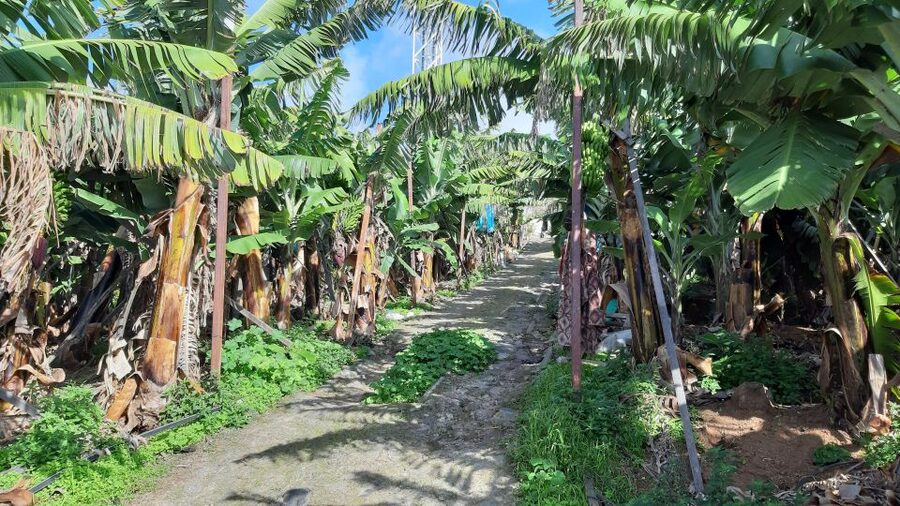 Madeira: Private Banana Farm Tour with Pickup - The guide and vehicle setup: what keeps it comfortable