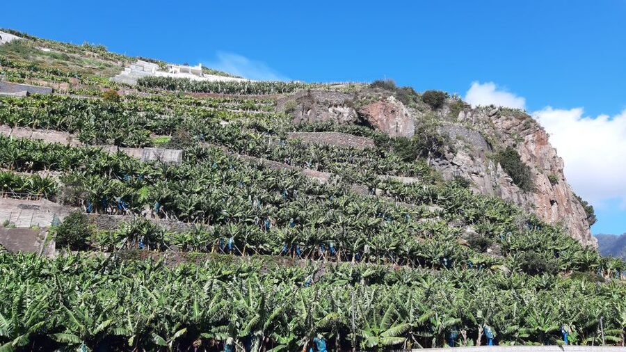 Madeira: Private Banana Farm Tour with Pickup - What’s included (and what to plan for yourself)