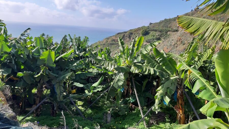 Madeira: Private Banana Farm Tour with Pickup - Price and value: is $212 per group worth it?
