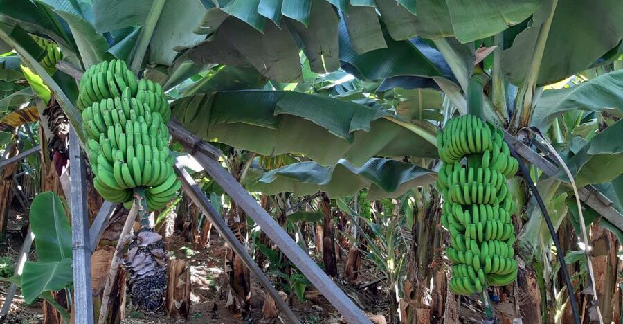 Madeira: Private Banana Farm Tour with Pickup - Pickup details and the Funchal cruise ship question