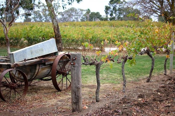Maggie Beer Farm - Barossa Valley Regional Tour - Your guide and the “tailored day” effect