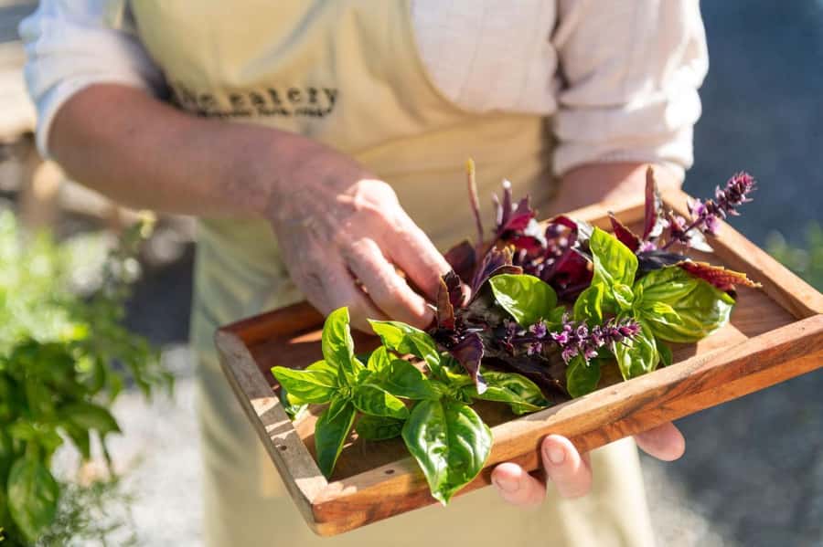 Maggie Beer's Farm Hands-on Cooking School and Lunch - The 2.5-hour hands-on cooking school: demo first, then you cook