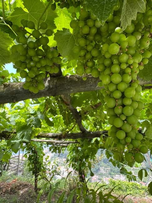 Maiori: Hiking Tour to A Lemon Farm with Lemon Tastings - Key highlights you’ll actually feel on the walk