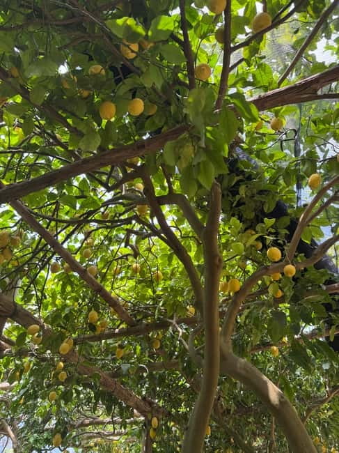 Maiori: Hiking Tour to A Lemon Farm with Lemon Tastings - A Maiori lemon farm hike that’s built for taste and views