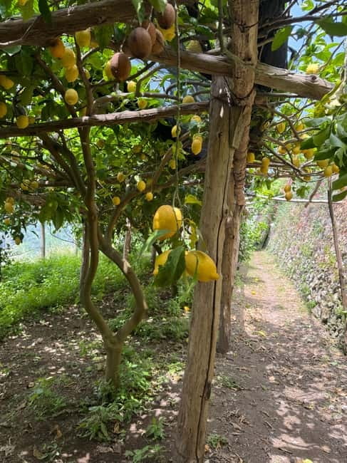 Maiori: Hiking Tour to A Lemon Farm with Lemon Tastings - The climb direction: Mezzacapo Gardens → Via San Pietro viewpoints