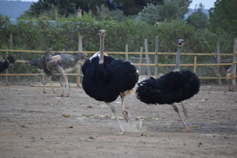 Mallorca: Artestruz - Ostrich Farm Ticket Entrance - The First Stop: A Short Guide Introduction (Then You Explore)