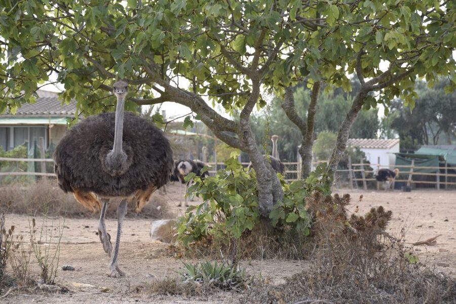 Mallorca: Artestruz - Ostrich Farm Ticket Entrance - Hand-Feeding and Up-Close Ostrich Time