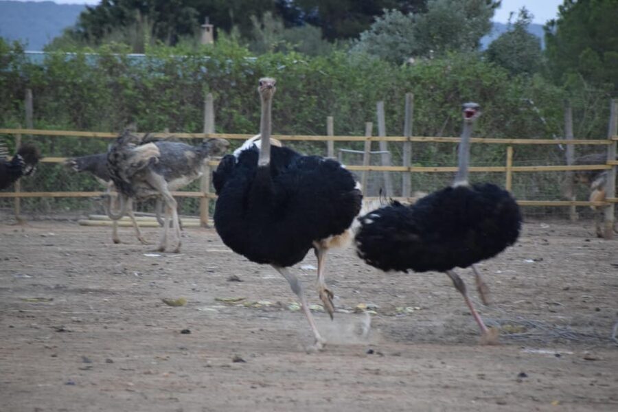 Mallorca: Artestruz - Ostrich Farm Ticket Entrance - Price and Value: $20 Plus Extras You Should Expect