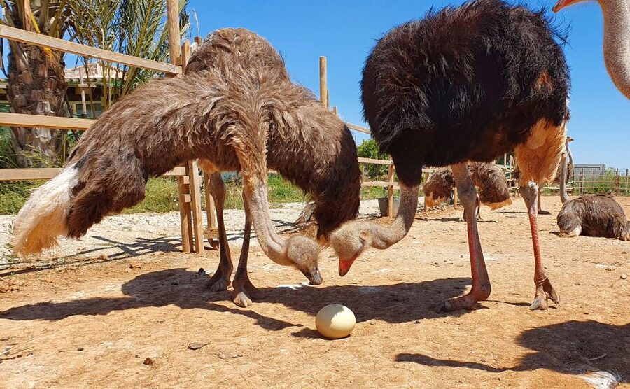 Mallorca: Artestruz - Ostrich Farm Ticket Entrance - Who This Suits Best on Mallorca