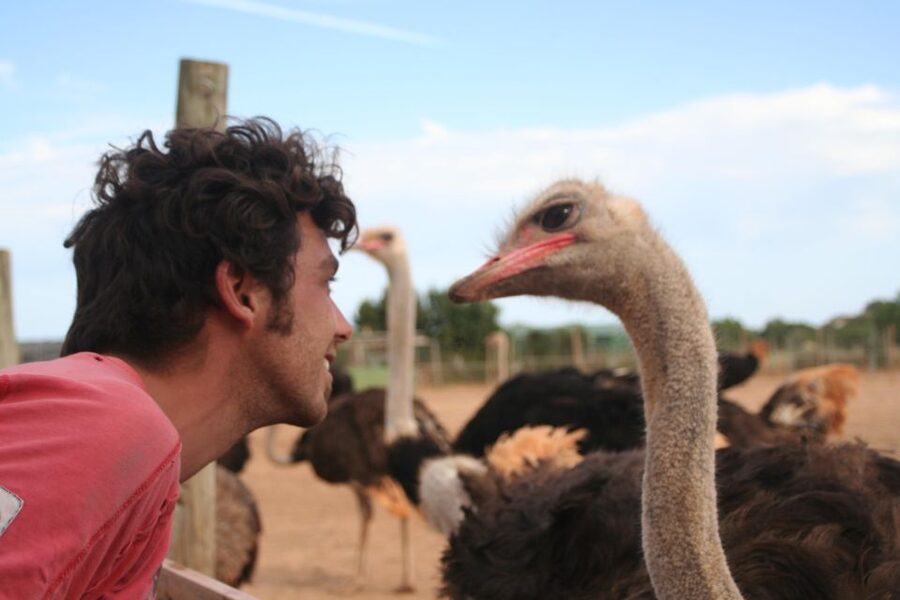Mallorca: Artestruz - Ostrich Farm Ticket Entrance - Audio Guidance and Language Coverage