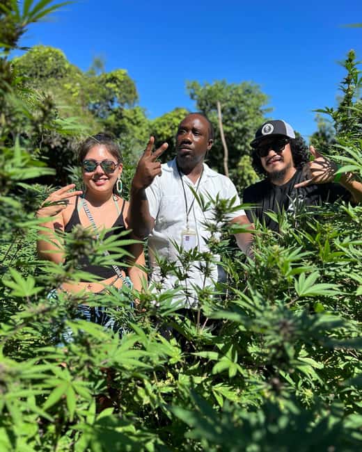 Marijuana Farm, Bamboo Rafting and Doctors Cave Beach Tour - Doctor’s Cave Beach: near-white sand and calm water