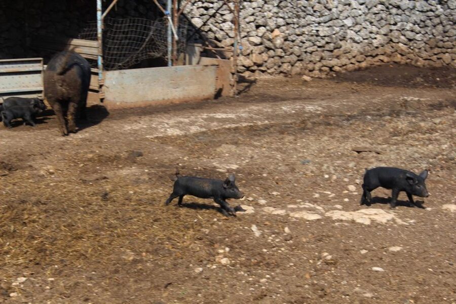 Martina Franca: E-bike farm tour & cheese tasting - The guide factor: clear explanations and a calm pace