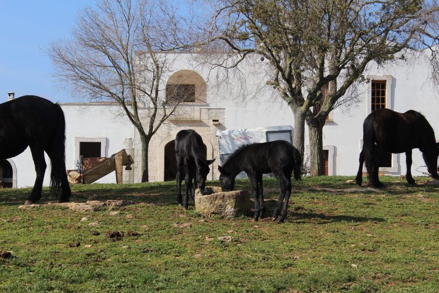 Martina Franca: E-bike farm tour & cheese tasting - Murgese horses and black pigs: the highlight stop on real farms