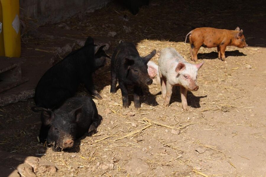 Martina Franca: E-bike farm tour & cheese tasting - The cow farm and cheese tasting: optional, timed, and worth it if you like local dairy