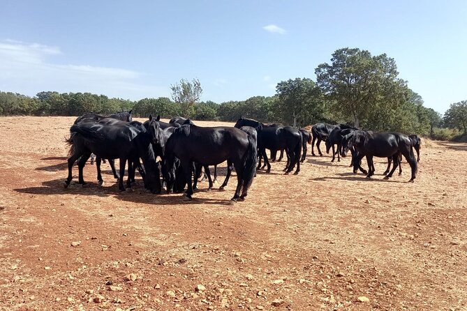 Martina Franca e-Bike tour . Visit a breeding and a dairy farm - Key highlights you’ll care about